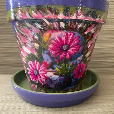Pot Marguerites Roses